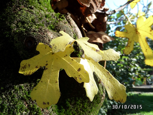 AUTUNNO…