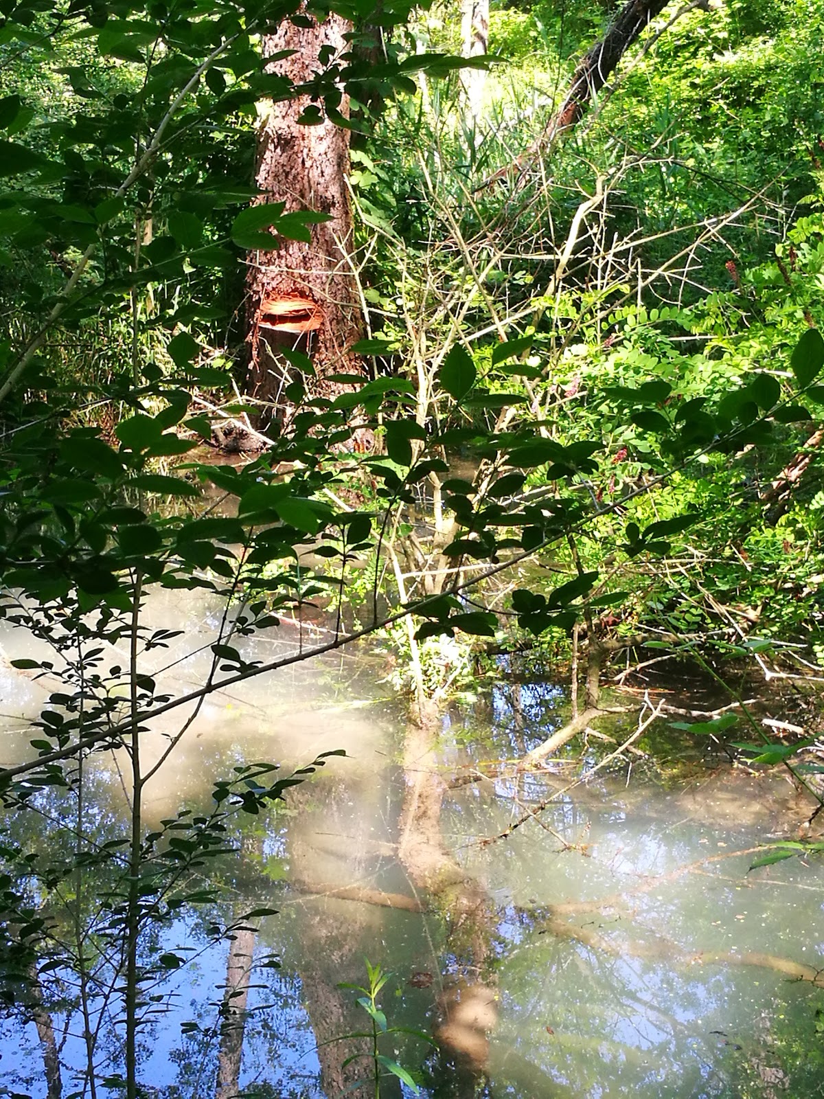 ARIIS (UD) VILLA OTELLIO: Erbe spontanee, cucina, leggende e tradizioni con l’Ass. IL CIDUL 19 maggio 2018