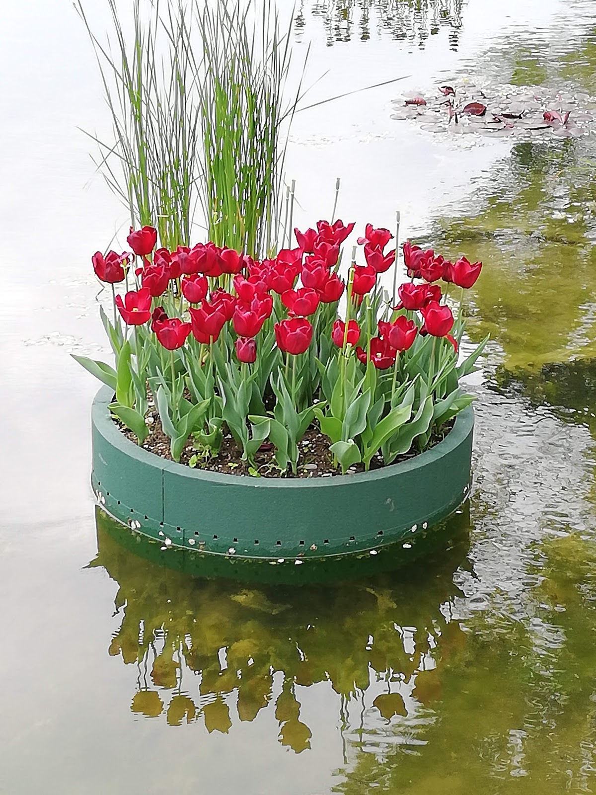 PARCO SIGURTA’ E PESCHIERA DEL GARDA – 22 aprile 2019
