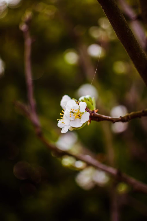 Giornata mondiale della Poesia e primo giorno di Primavera al tempo del Coronavirus 21 marzo 2020