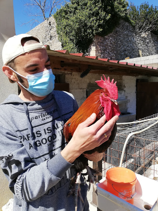 CODROIPO (Ud) Le galline felici di Pietro, il “rapace” di Beano